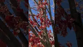 Rustling Leaves!