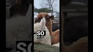 London Dairy Alpaca Ranch