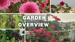 Garden overview, Sunday garden overview #gardening #odisha 