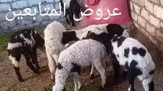  ١٢ خروف و٣ نتي ب ٤٣ ألف الله يرزق صاحب النصيب ٣/ ١/ ٢٠٢٦م