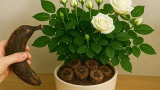 Try This Orange Rose Propagation Method for Even and Fast Root Growth