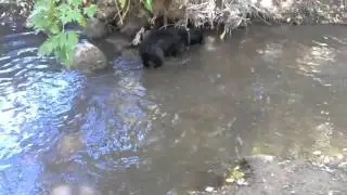 ChampDog Searching for his ball underwater