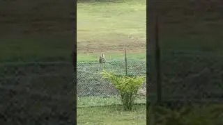 Relaxing Moments Of Lonely Wild Monkey