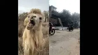 #animals #lion #camel #banglavideo #wildlife #naturemystery #অনেকরহস্য #scienceofnature