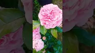 #flowers #рекомендации #relaxing #подмосковье #дача #россия #rose #russia #villagelife #розы #summer