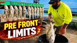PRE - FRONT Black Drum FRENZY из Корпус-Кристи, штат Техас (Quick Limits - King Ranch Shoreline)