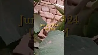 baby sparrow, first time on a tree