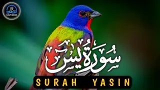 Surah Yaseen | Most Beautiful & Peaceful Recitation | Qari Senan Ahmad 💕