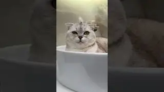 Косметику от DUDU захочет даже ваша кошка 😌 Apт. 18597375