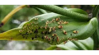 Tree Mob&trade;: Beneficial Predators for Pest Management