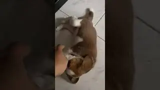 Beagles being just beagles! Part 7