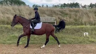 Heritage Poseidon - 5yr old Virtual Futurity 2025 Eventing . Ridden and jumping video