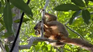Madagascar: Kirindy - adorable red fronted brown lemur