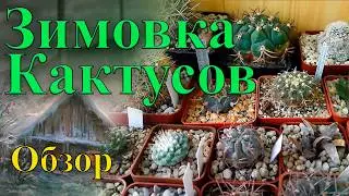 Зимовка кактусов. Обзор Коллекции.