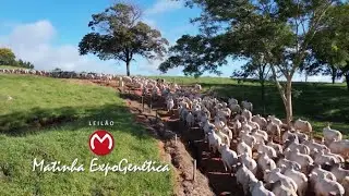 PECUÁRIA EM FOCO - LEILÃO RANCHO DA MATINHA EXPOGENÉTICA 2025