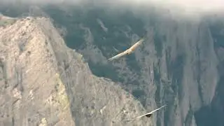 Zweefvlucht van de vale gier