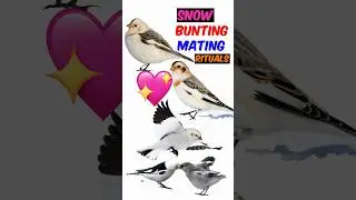 Snow Bunting Mating Ritual #animalbehavior #birds #birdlife #wildlife #facts #mating #snowbunting