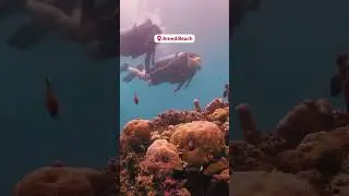 Bali Scuba Diving Spot #diving #balidiving #balibeach #balisimcard