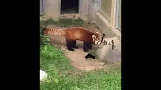 Sevimli Panda