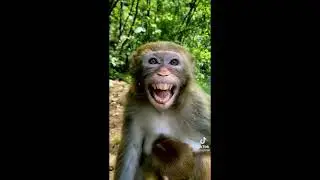 एक बंदर का अनोखा हंसि funny smile of a monkey kingstone😛😛😛😛😛😛😛🤠🤠🐒🐒🐒🐒🐒🐒🐒🐒😆😆😆