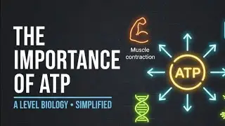 The Importance of ATP | Eduqas A-Level Biology Revision