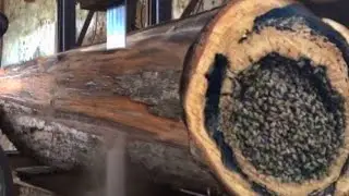 scary moment || this giant tree almost killed me when work