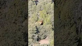 Missed BIG Bull Elk TWICE!?!    #hunting #elkhunting #deerhunting