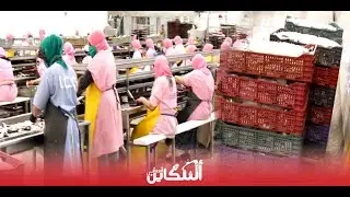 السردين موجون باسفي والعاملات بشركة التصبير SOGENCO يشتغلن بجد وفي ظروف السلامة