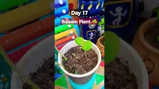 Grow Balsam From Seeds | How to sow Balsam  #garden #balsamplant #flowerseed #gardening