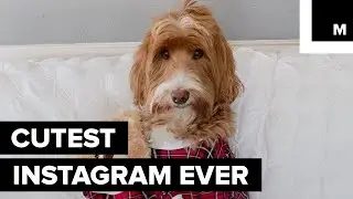 This Instagram-famous Dog Will Put You in the Christmas Spirit