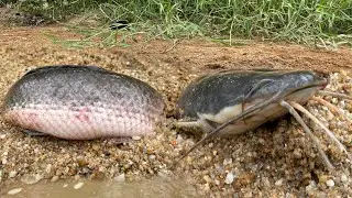 Amazing Village Fishing | Fish Alive Under Dry Sand