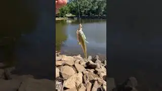 Anyone know what type of fish this is? #fishing #follow #justfishing #freshwaterfishing