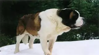 28. Dog trainer academy | Online dog training school | Protection dog training courses