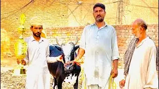 Fakray Gojra group 333Bail Dort jalse New jalsa chak Remeya yarvi sharaif 