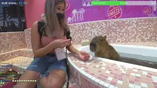 ImJasmine feeds trained capibara