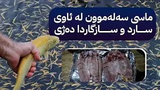 جۆرێکی تایبەتی ماسی لە دەڤەری پشدەر بەخێودەکرێت