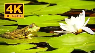 Feeding Food To Frog || Tomato Frog || Tree Frog || Tadpoles in Water || 4K UHD