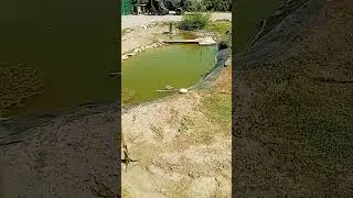 Building a waterfall on the homestead. #pondpump #gardenbuilding #waterfall #homestead #watergarden