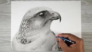 How to Draw a Falcon with a Pencil || Birds of Prey