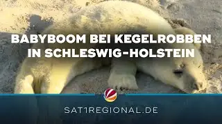 Gray seal baby boom in Schleswig-Holstein: Plenty to do in Friedrichskoog