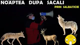 Căutăm ȘACALI cu MEGAFONUL 🐕 NOAPTEA prin SĂLBĂTICIE - 👍 IMAGINI FOARTE RARE 💯