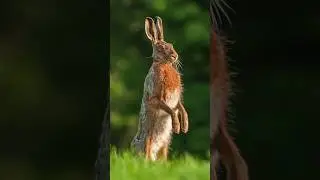 Заяц-русак в действии 🐇💨 Мчится со скоростью 77 км/ч! #дикаяприрода #фактыоживотных #заяц