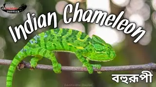 Indian Chameleon | বহুরূপী | Chamaeleo zeylanicus