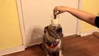 AMAZING PITBULL BALANCING TRICK
