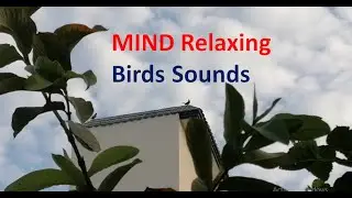 80 Minutes Mind Relaxing Natural Sounds | singing birds |EduPublic