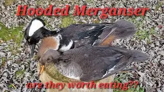 Hooded Merganser worth eating? (Catch Clean Cook!) My first time ever eating duck!! #redrunod #ducks