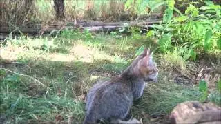 Pixie Bob kitten Kobra walking like a Big Cat