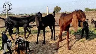 Best Beetal Goats. VIDARBH Goat Farm, Achalpur, Amravati. Contact:- 7798097426