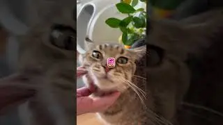 How many cat facts do you know?#meowant  #catlitterbox