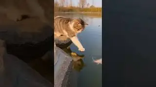 Dog Breaks Up Cat Fight (4) #Shorts #FunnyPets